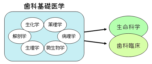 歯科基礎医学　概要