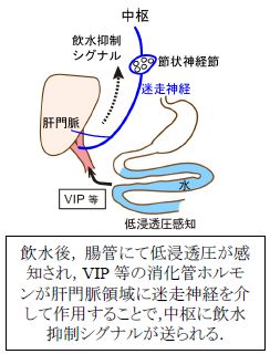 市木貴子先生図1