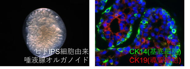 田中準一先生