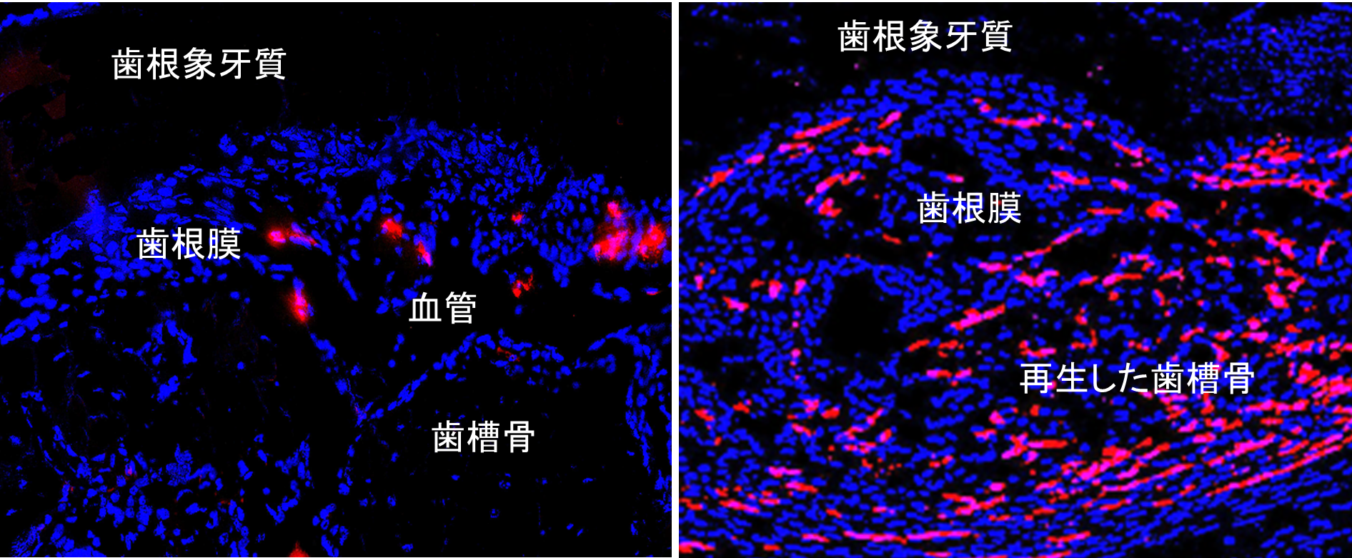 細矢明宏先生図1