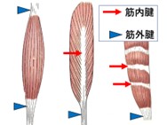 山本将仁先生図1