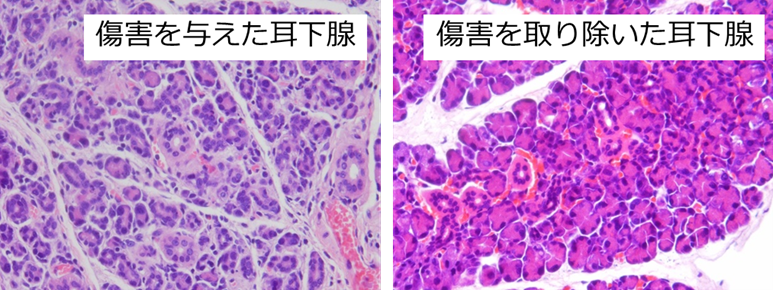 横山愛先生図1